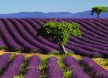 Provenza e Camargue che passione