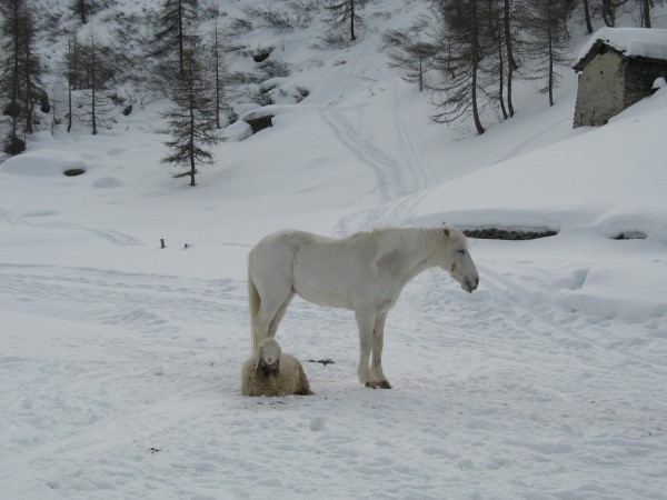 Scarica versione non compressa la coppia (WxH)
