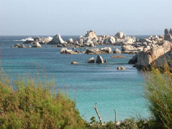 Scarica versione non compressa cavallo (WxH)