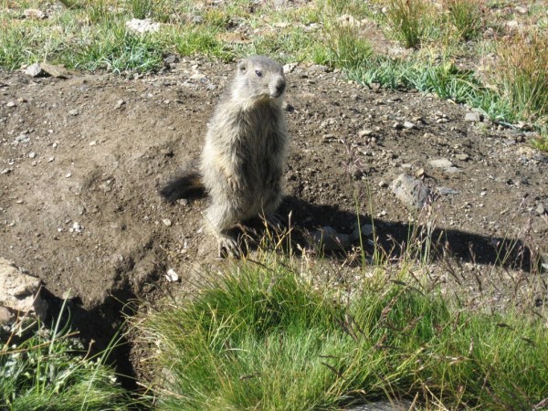 Scarica versione non compressa Marmotta (WxH)