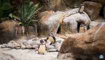 pinguini (WxH) - zoo