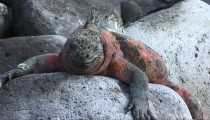 iguana (WxH) - isole galapagos