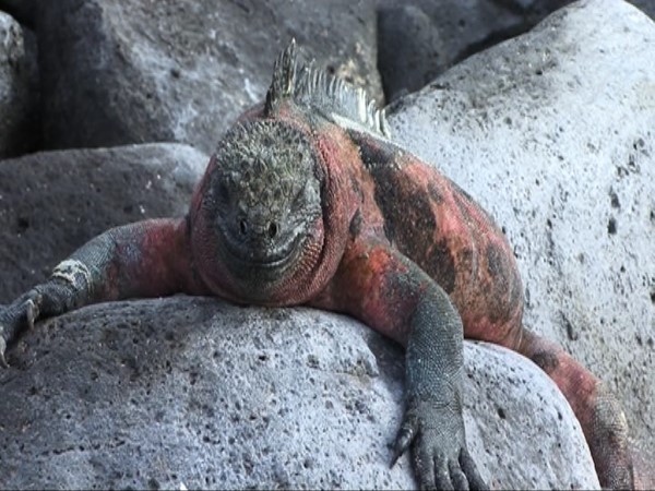 Scarica versione non compressa iguana (WxH)