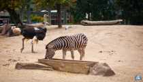 zebra struzzo (WxH) - zoo