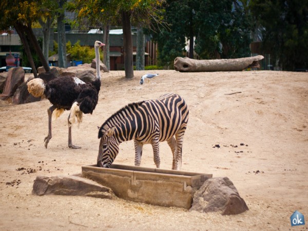Scarica versione non compressa zebra struzzo (WxH)