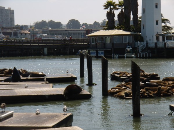 Scarica versione non compressa san francisco (1000Wx750H)