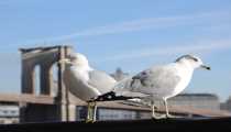 New York (WxH) - ...gabbiani al Pier17