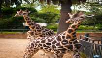 giraffe (WxH) - un giorno allo zoo