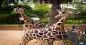giraffe (WxH) - un giorno allo zoo 