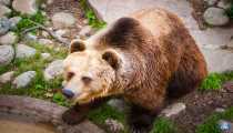 Orso (WxH) - zoo