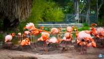 fenicotteri rosa (WxH) - zoo barcellona