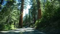 sequoia (1000Wx750H) - sequoia