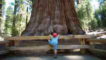 sequoia (1000Wx750H) - sequoia