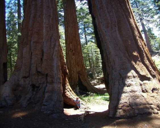 Scarica versione non compressa sequoia (563Wx750H)