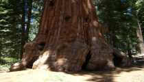 sequoia (1000Wx750H) - sequoia