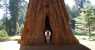 sequoia (1000Wx750H) - sequoia