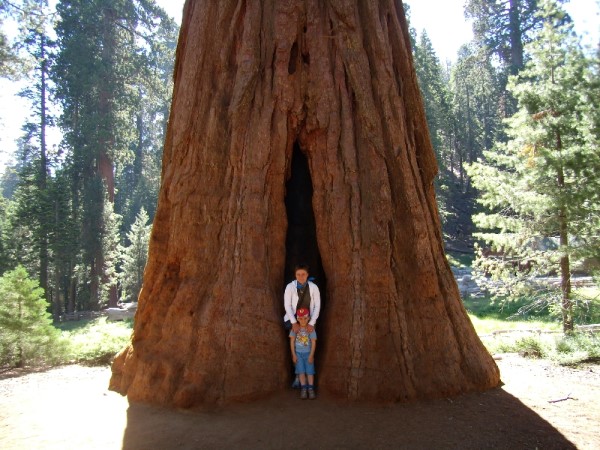 Scarica versione non compressa sequoia (1000Wx750H)