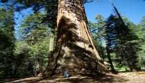 sequoia (563Wx750H) - sequoia