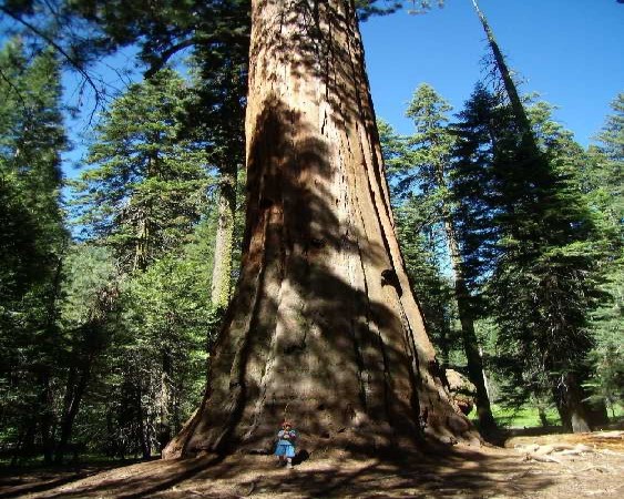 Scarica versione non compressa sequoia (563Wx750H)