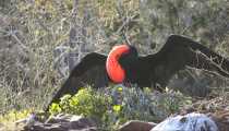 fregata magnificens (WxH) - isole galapagos