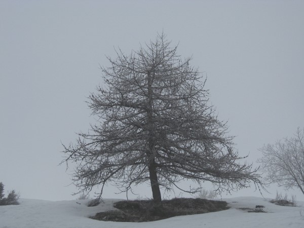 Scarica versione non compressa solitario (WxH)