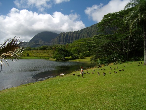 Scarica versione non compressa hawaii (1000Wx750H)