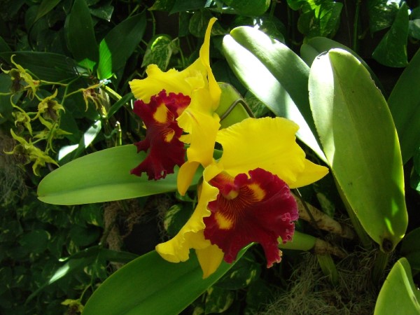 Scarica versione non compressa hawaii (1000Wx750H)