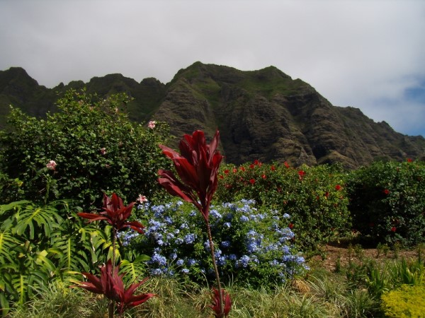 Scarica versione non compressa hawaii (1000Wx750H)