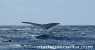 Baleine (550Wx440H) - baleine a bosse a St Marie 