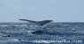 Baleine (550Wx440H) - baleine a bosse a St Marie