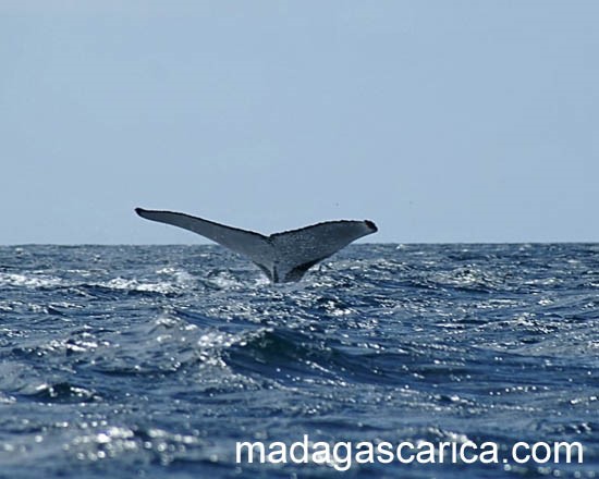 Scarica versione non compressa Baleine (550Wx440H)