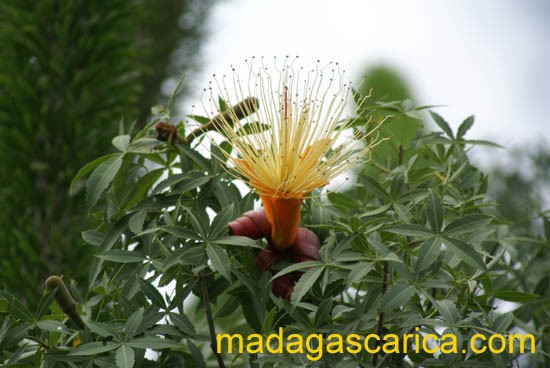 Scarica versione non compressa Fleurs (550Wx368H)