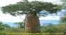 Baobab a Ifaty (368Wx550H) - Baobabs a Ifaty Madagascar