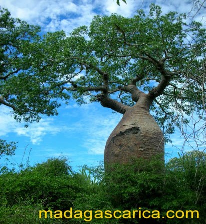 Scarica versione non compressa baobab (413Wx550H)