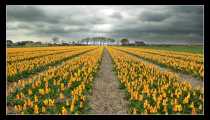 Amsterdam (WxH) - Un campo di tulipani a Lisse in Olanda