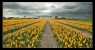 Amsterdam (WxH) - Un campo di tulipani a Lisse in Olanda