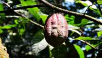 CACAO (WxH) - Noce di cacao selvatico