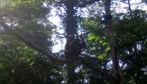 borneo (WxH) - ingresso nella foresta