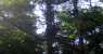borneo (WxH) - ingresso nella foresta