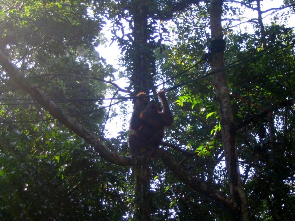 Scarica versione non compressa borneo (WxH)