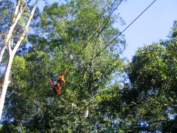 Scarica versione non compressa borneo (WxH)