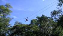 borneo (WxH) - ..foresta e suoi abitanti