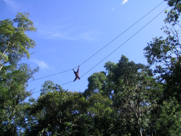 Scarica versione non compressa borneo (WxH)