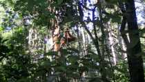 borneo (WxH) - foresta