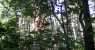 borneo (WxH) - foresta