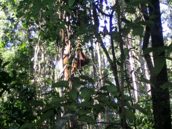Scarica versione non compressa borneo (WxH)