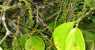 borneo (WxH) - ...