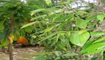 borneo (WxH) - ...lo usiamo spesso..