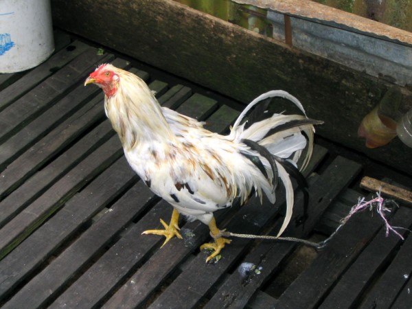 Scarica versione non compressa borneo (WxH)