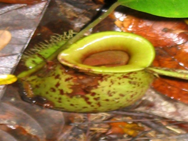 Scarica versione non compressa borneo (WxH)